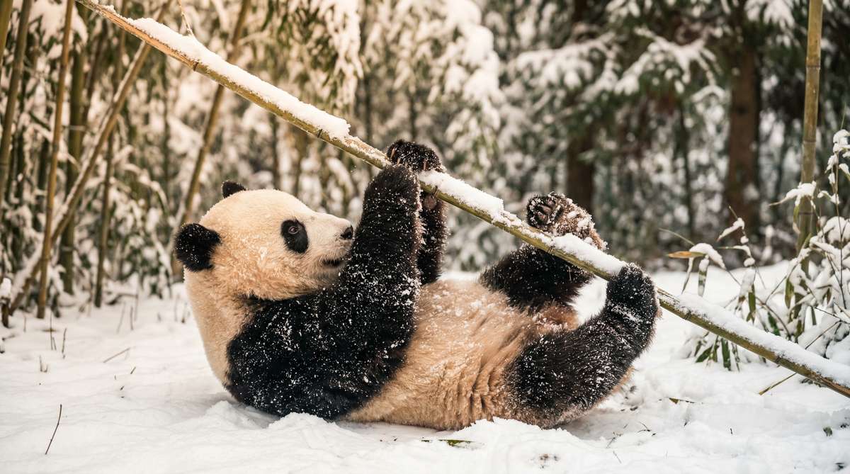 成人视频今日推荐熊猫视频